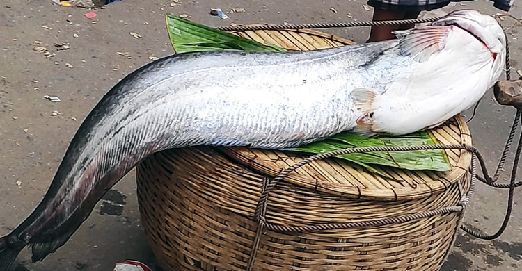 রাজবাড়ীতে ৭০ হাজার টাকায় বিক্রি হলো বোয়াল ও কাতল!