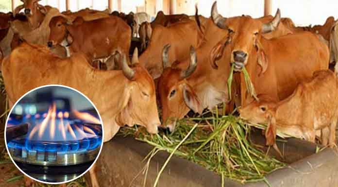 বায়োগ্যাস উৎপাদনে সফলতা পাচ্ছেন খামারিরা
